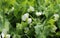Blooming vegetable pea in the field. Flowering legumes. White flowers of peas. Young shoots and flowers in a field of