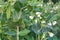 Blooming vegetable pea in the field, young shoots and white flowers of green peas