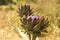 Blooming vegetable plant artichoke in summer garden