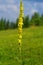 Blooming Verbascum thapsus great mullein, common mullein