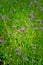 Blooming Verbena blooming flower close up