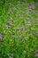 Blooming Verbena blooming flower close up