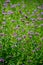 Blooming Verbena blooming flower close up