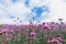 Blooming Verbena field on bright sky