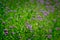 Blooming Verbena flower close up