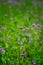 Blooming Verbena flower close up