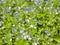 Blooming veronica in the green meadow