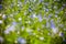 Blooming veronica in the green meadow