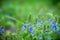 Blooming Veronica Officinalis flower