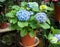 Blooming vibrant blue Hydrangea flowers