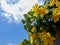 Blooming Vibrant Yellow Allamanda Flowers