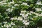 Blooming viburnum