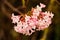 Blooming viburnum farreri shrub