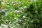 Blooming Viburnum opulus sterile in May