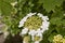 Blooming Viburnum opulus. White flowers of a guelder rose shrub. Medicinal and ornamental plant