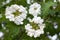 Blooming viburnum (Viburnum opulus)