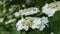 Blooming viburnum. White viburnum flowers. Guelder rose.