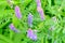 Blooming Vicia cracca, also tufted vetch, cow vetch, boreal vetch, bird vetch