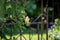 Blooming Vine with Iron Gate in Background