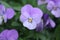 Blooming Viola