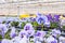 Blooming viola flowers in a greenhouse