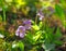 Blooming Viola odorata Sweet Violet, Wood violet, English Violet, Common Violet, or Garden Violet