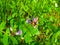 Blooming violet bird vetch in a grass