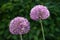 Blooming violet blossoms of a garden leek