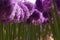 Blooming violet blossoms of a garden leek (Allium