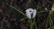 Blooming Violet Crocus In Spring,Time Lapse,Wild Nature