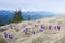 Blooming violet crocuses in mountains