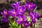 Blooming violet Crocuses under bright sunlight in early Spring forest