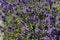 Blooming violet field of lavender