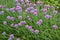 Blooming violet onion