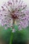 Blooming violet onion plant in garden. Flower decorative onion. Close-up of violet onions flowers on summer field.. Violet allium