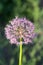 Blooming violet onion plant in garden. Flower decorative onion. Close-up of violet onions flowers on summer field.. Violet allium