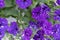 Blooming violet petunia, Calibrachoa - Night Sky