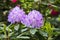 Blooming violet Rhododendron