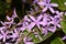 Blooming  Violet  Sandpaper vine flowers, Queens Wreath, Purple Wreath