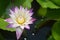 Blooming Violet and White Nelumbo Nucifera Lotus