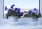 Blooming violets flowers on windowsill. Potted plant with white and blue flowers