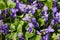 Blooming violets with green leaves in