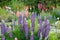 Blooming violett lupines in beautiful summer garden on Falkland Islads