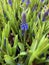 Blooming Viper Onion, or Mouse Hyacinth Latin Muscari