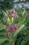 Blooming virginia silkweed, bee moth on flower, asclepias syriaca, common milkweed