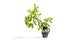 Blooming walnut branch in vase isolated on a white background. Young leaves and flowers catkins