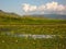 Blooming water lilies on the river Ust Anga on Lake Baikal