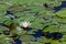 Blooming Water Lily