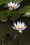 Blooming Water Lily