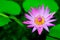 Blooming water lily ( Lotus )